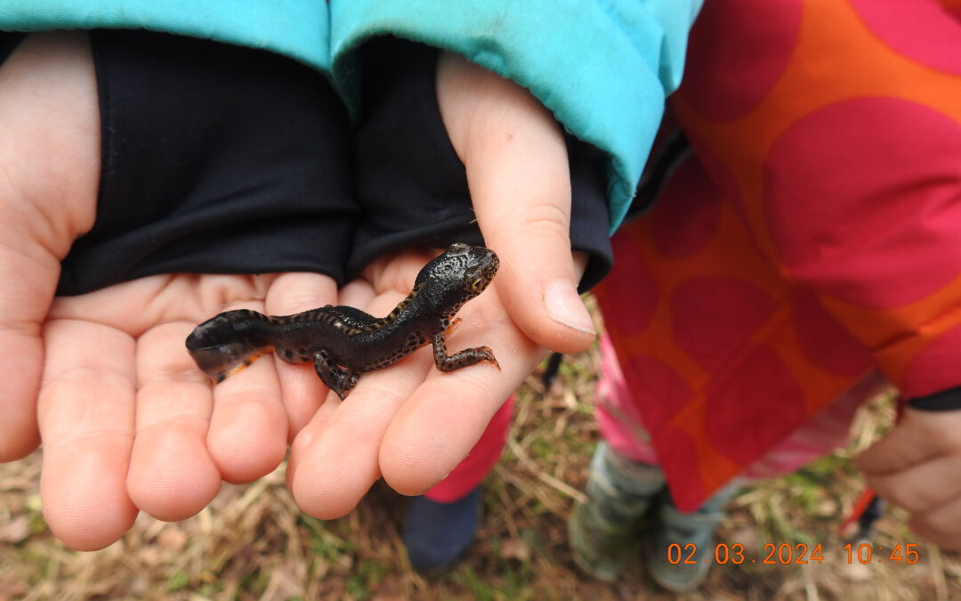 Die Kinder waren von den Teichmolchen begeistert