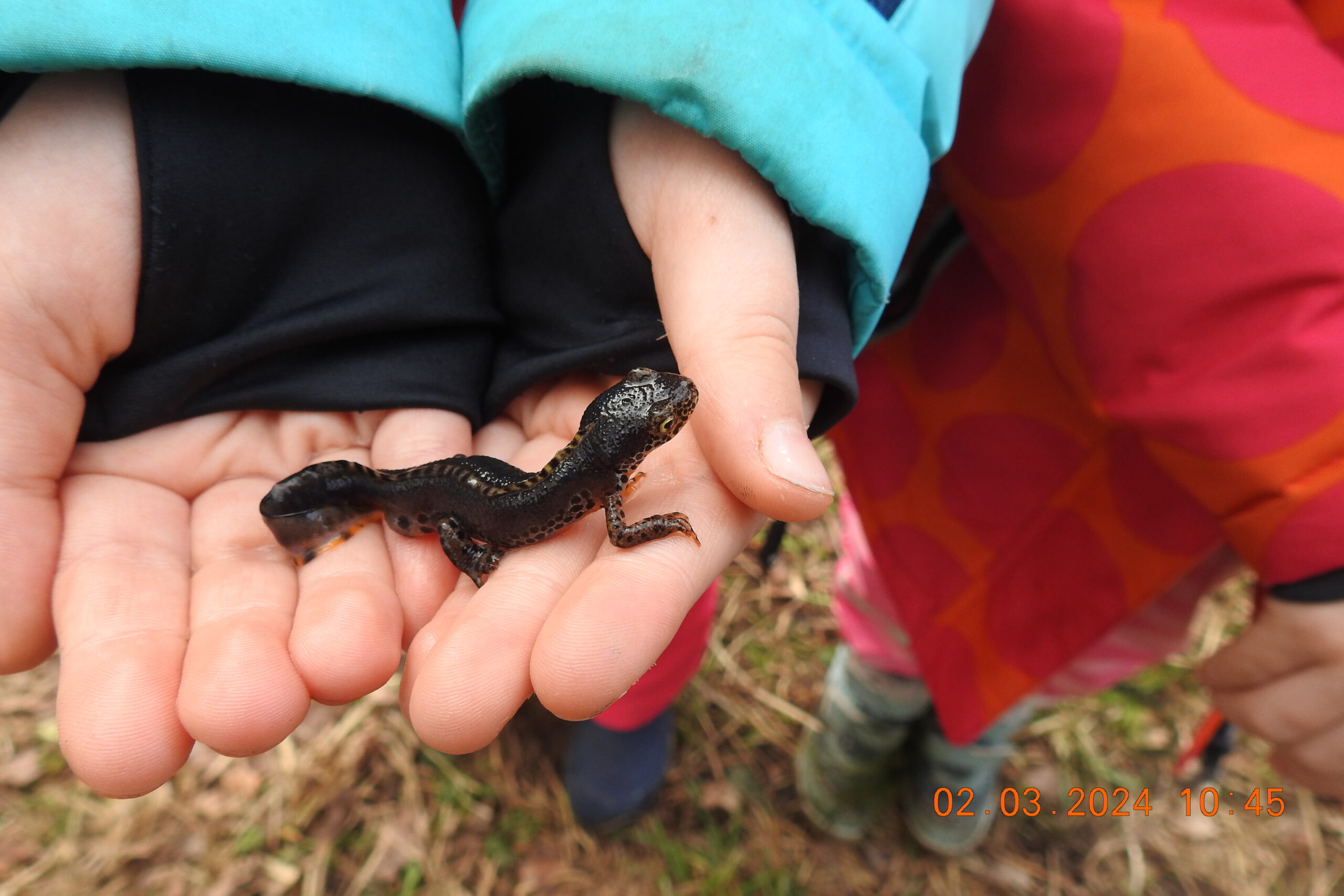 Die Kinder waren von den Teichmolchen begeistert