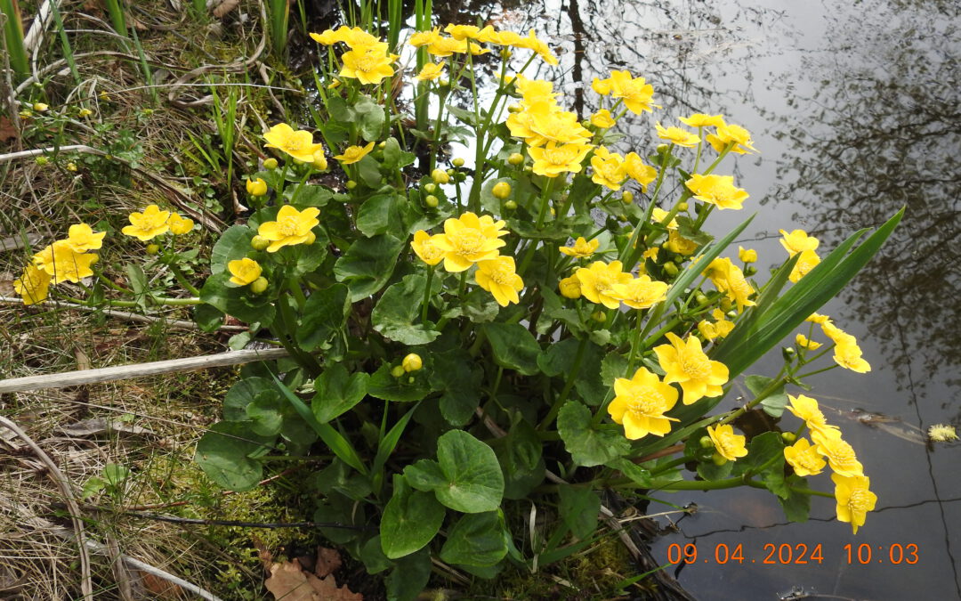 Sumpfdotterblume am Teich