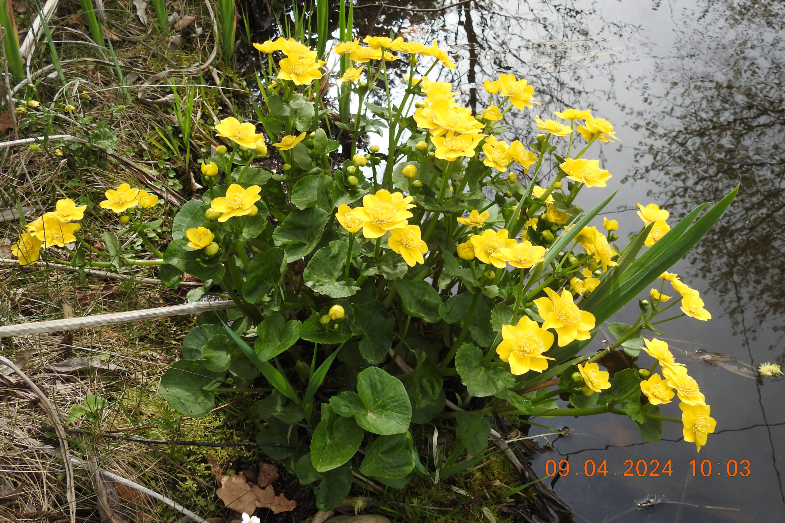 Sumpfdotterblume am Teich