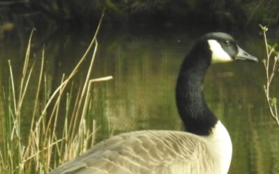 Kanadagänse im Schwarzbachtal