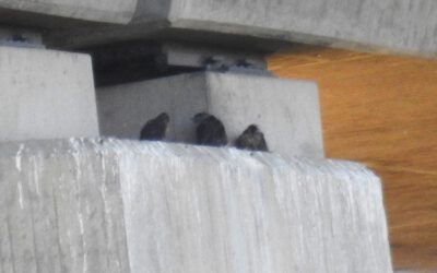 Wanderfalken im Kiebitzgrund haben Nachwuchs