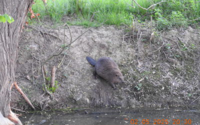 4 Biber zwischen Großenmoor und Hechelmannskirchen
