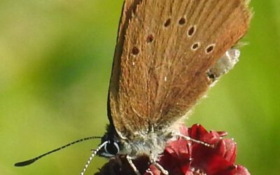 Wanderung mit Vorstellung Artenschutzmaßnahme „Dunkler Wiesenknopf-Ameisenbläuling“ in Langenschwarz
