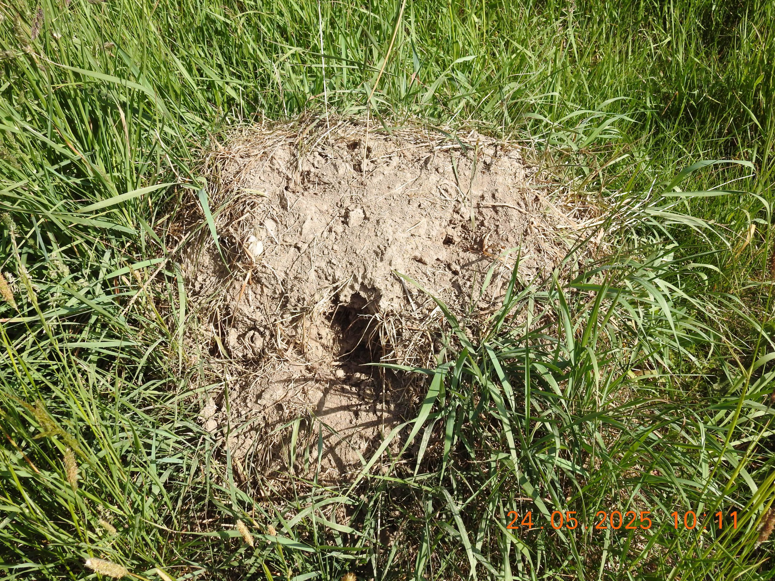 Von Grünspecht beschädigte Ameisenhügel