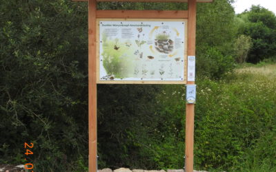 Artenschutz-maßnahme „Dunkler Wiesenknopf-Ameisenbläuling“ im Kiebitzgrund vorgestellt