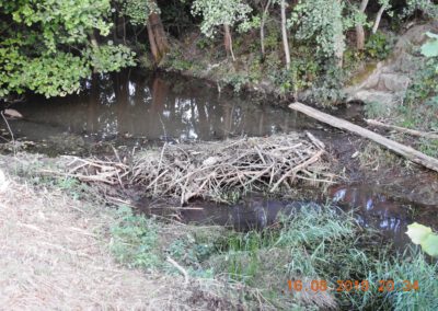 Sommer 2018: Der Biber errichtet einen Ersten Biberdamm im Kleinmoor