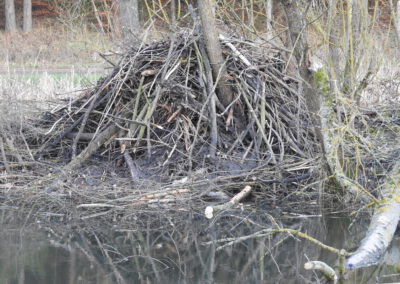 Dezember 2019: Erste Biberburg im Kiebitzgrund an der Teichanlage beim Grillplatz im Schwarzbachtal