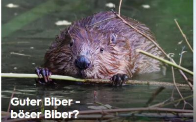 3 SAT Dokumentation: Guter Biber – Böser Biber