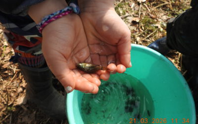 Jährliche Arbeiten an der Teichanlage Langenschwarz