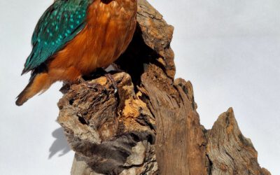 Eisvogel Präparat