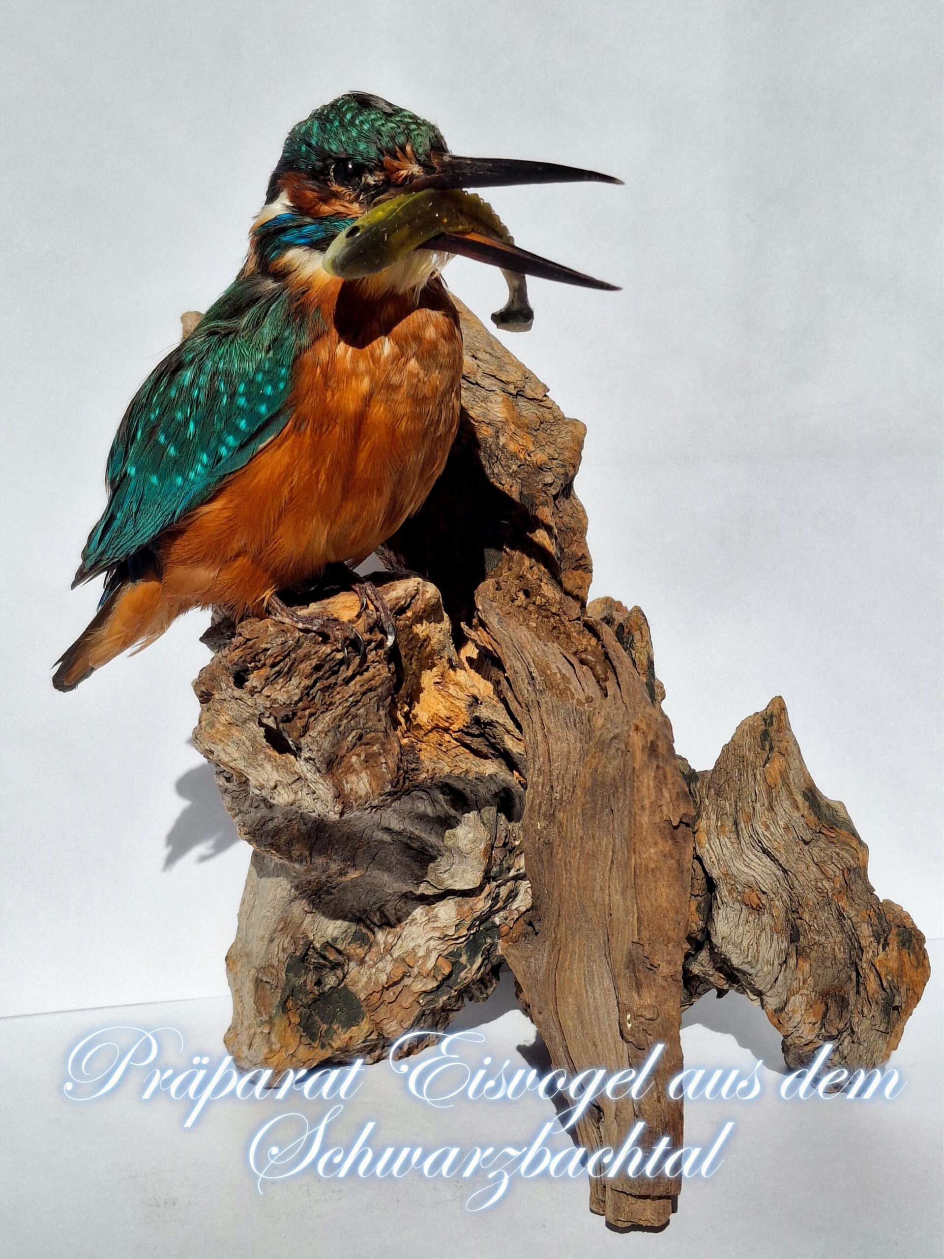 Präperat Eisvogel aus dem Schwarzbachtal Des